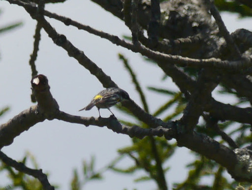 Yellow-rumped Warbler photographed in West Virginia