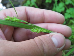 Carex oligocarpa