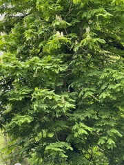 Aesculus hippocastanum