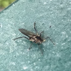 Tuberolachnus salignus