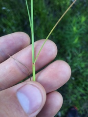 Juncus dudleyi