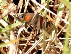 Cassionympha cassius