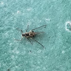 Tuberolachnus salignus