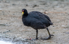 Fulica ardesiaca