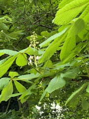 Aesculus hippocastanum
