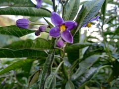 Solanum nitidum
