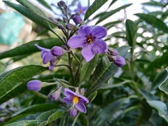 Solanum nitidum