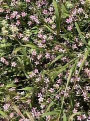 Fagonia cretica