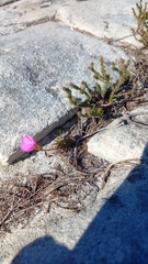 Oxalis polyphylla pentaphylla