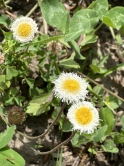 Erigeron procumbens