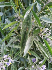 Solanum nitidum