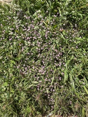 Fagonia cretica