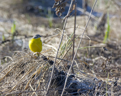 Motacilla flava beema