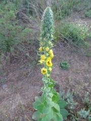 Verbascum boerhavii