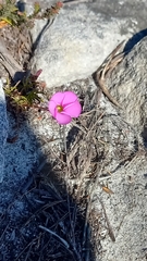 Oxalis polyphylla pentaphylla