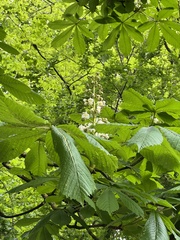 Aesculus hippocastanum
