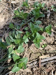 Veronica serpyllifolia