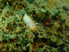 Diaphorodoris