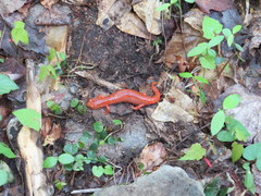 Pseudotriton ruber schencki