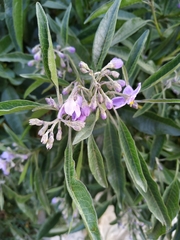 Solanum nitidum