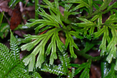 Selaginella doederleinii