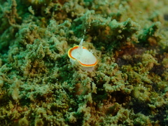 Diaphorodoris