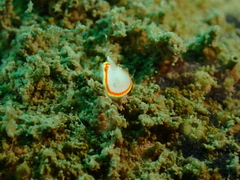 Diaphorodoris