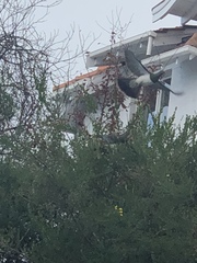 Hemiphaga novaeseelandiae