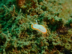 Diaphorodoris