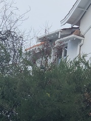 Hemiphaga novaeseelandiae