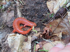 Pseudotriton ruber schencki