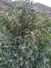 Solanum nitidum