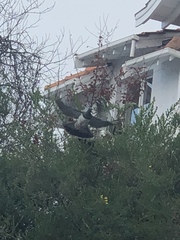 Hemiphaga novaeseelandiae