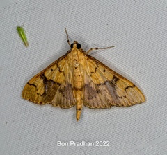 Pleuroptya characteristica