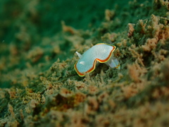 Diaphorodoris