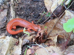 Pseudotriton ruber schencki