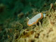 Diaphorodoris