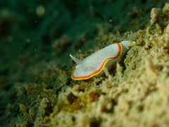 Diaphorodoris