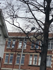 Hemiphaga novaeseelandiae