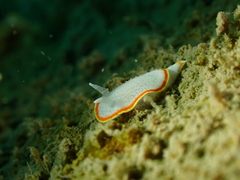 Diaphorodoris