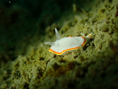 Diaphorodoris