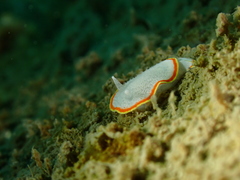 Diaphorodoris