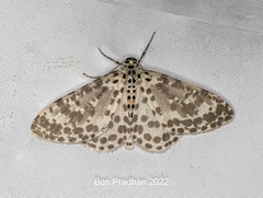 Percnia