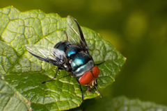 Chrysomya marginalis