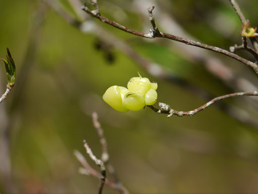 Exobasidium vaccinii image