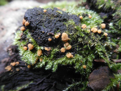 Sphaerosporium lignatile