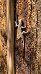 Sceloporus undulatus