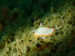 Diaphorodoris