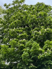 Aesculus hippocastanum