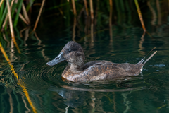 Oxyura ferruginea